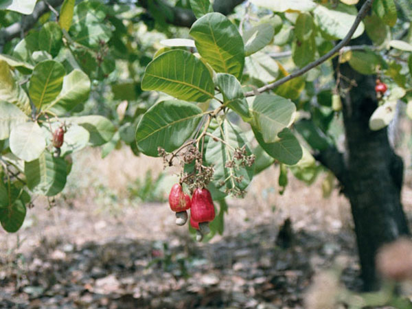 cashew fruit