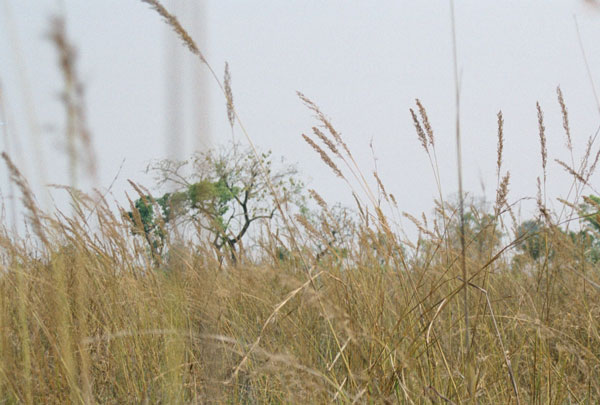 central grassland