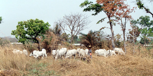 Cow herd