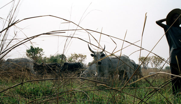 Cow Herder