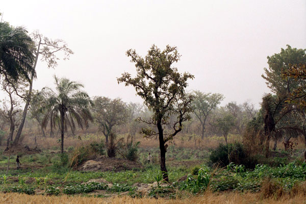 Dry Season Yam Field