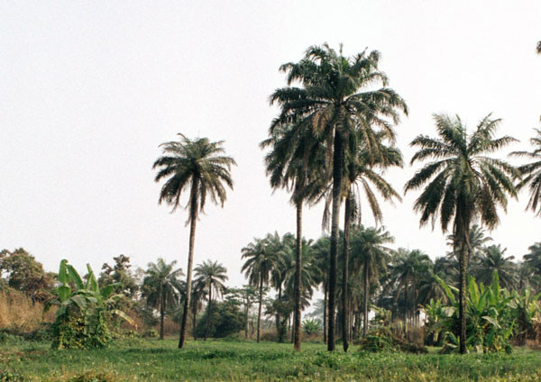 Wild Oil Palms