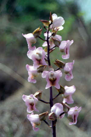 Orchid