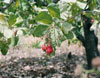 Cashew on Tree