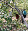 Cashew Harvest
