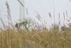 Grassland