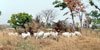 Cows 
