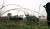 Boy with cows