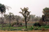 Kaboli Dry Season Field