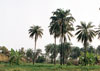 Oil Palms