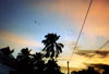 Bats at Sunset