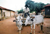 Oxen Team