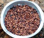 Shade grown cocoa beans
