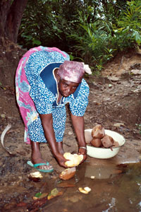 washing African butter tree fruit