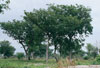 Notse Trees