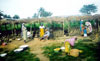 Yam market