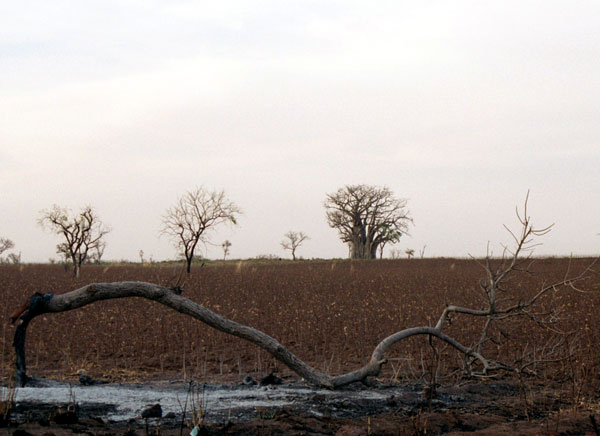 Baobab tree in cotton field