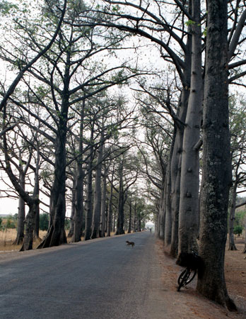 Baobab trees along the road