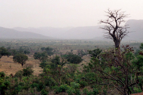 Savanna