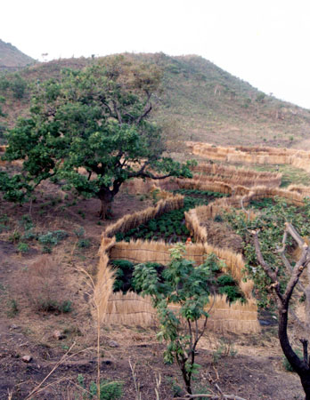 Dry season garden