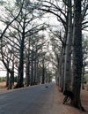 Baobabs along road