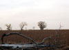 Baobab in cotton field