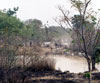 Cows at River