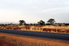 Road and Savanna